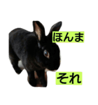 ひじき君の日常（個別スタンプ：19）