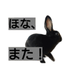ひじき君の日常（個別スタンプ：23）