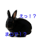 ひじき君の日常（個別スタンプ：27）