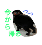 ひじき君の日常（個別スタンプ：33）