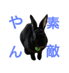 ひじき君の日常（個別スタンプ：38）