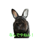 ひじき君の日常（個別スタンプ：39）
