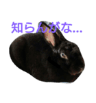 ひじき君の日常（個別スタンプ：40）