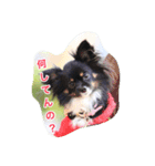 ここあちゃん（個別スタンプ：1）