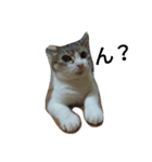 女王猫チップ（個別スタンプ：1）