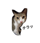 女王猫チップ（個別スタンプ：2）