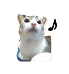 女王猫チップ（個別スタンプ：4）