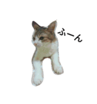 女王猫チップ（個別スタンプ：6）