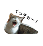 女王猫チップ（個別スタンプ：7）