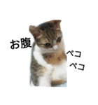 女王猫チップ（個別スタンプ：8）