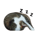 女王猫チップ（個別スタンプ：9）