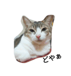 女王猫チップ（個別スタンプ：10）