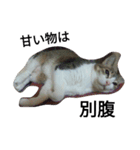 女王猫チップ（個別スタンプ：11）
