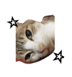 女王猫チップ（個別スタンプ：12）