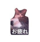 女王猫チップ（個別スタンプ：13）