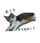 女王猫チップ（個別スタンプ：15）