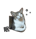女王猫チップ（個別スタンプ：16）