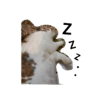 うさぎのメルお（個別スタンプ：1）