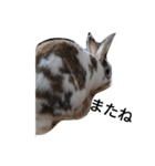 うさぎのメルお（個別スタンプ：6）