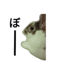 うさぎのメルお（個別スタンプ：11）