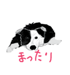 『犬バカスタンプ3の巻』ボーダーコリー（個別スタンプ：15）