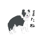 『犬バカスタンプ3の巻』ボーダーコリー（個別スタンプ：18）