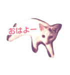 茶色日と白ギャング②（個別スタンプ：5）