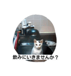 茶色日と白ギャング②（個別スタンプ：15）