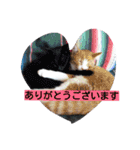 茶色日と白ギャング②（個別スタンプ：16）