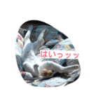 茶色日と白ギャング②（個別スタンプ：21）