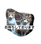 茶色日と白ギャング②（個別スタンプ：22）