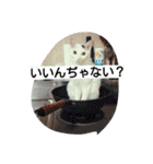 茶色日と白ギャング②（個別スタンプ：23）