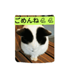 しょとら（個別スタンプ：1）
