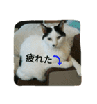しょとら（個別スタンプ：3）