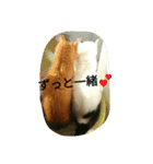 しょとら（個別スタンプ：4）