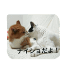 しょとら（個別スタンプ：12）