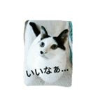しょとら（個別スタンプ：14）
