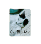 しょとら（個別スタンプ：15）