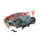 ぴーたすpart3（個別スタンプ：15）
