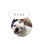 しずく（フレンチブルドッグ）のスタンプ（個別スタンプ：2）