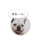 しずく（フレンチブルドッグ）のスタンプ（個別スタンプ：3）