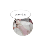 しずく（フレンチブルドッグ）のスタンプ（個別スタンプ：5）