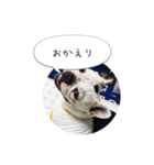 しずく（フレンチブルドッグ）のスタンプ（個別スタンプ：7）