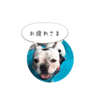 しずく（フレンチブルドッグ）のスタンプ（個別スタンプ：8）