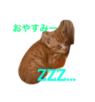 野良猫ファミリーの日常2（個別スタンプ：2）