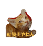 野良猫ファミリーの日常2（個別スタンプ：5）