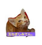 野良猫ファミリーの日常2（個別スタンプ：6）