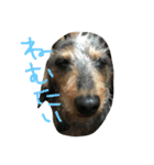 いぬ物語（個別スタンプ：4）