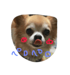 いぬ物語（個別スタンプ：28）