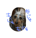 いぬ物語（個別スタンプ：37）